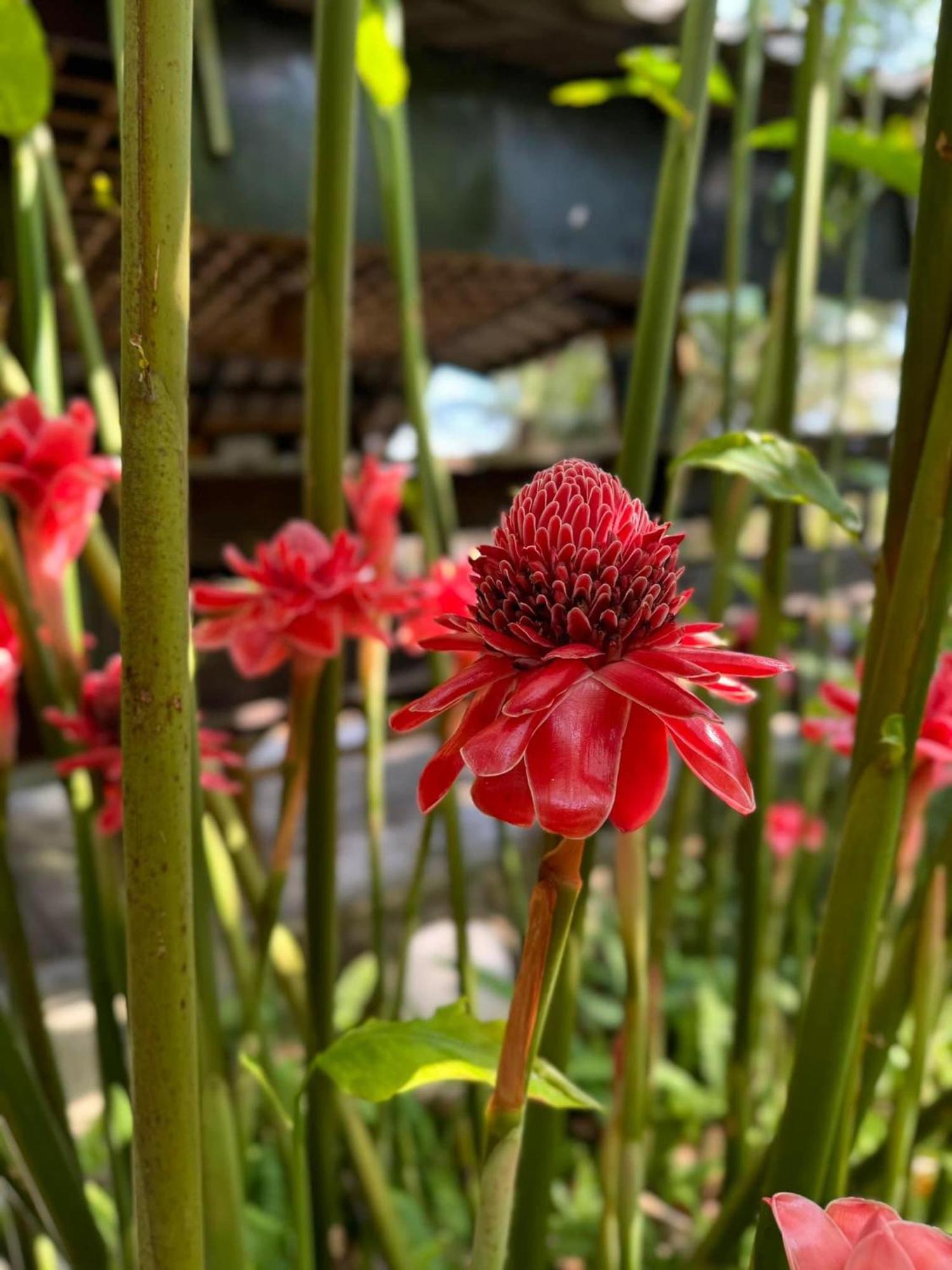 Greenheart Garden View Camp Phuket หาดกะตะ ภายนอก รูปภาพ