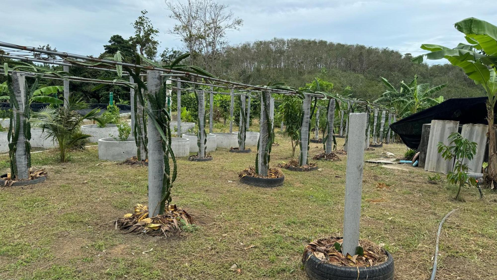 Greenheart Garden View Camp Phuket หาดกะตะ ภายนอก รูปภาพ